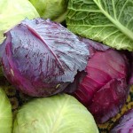 different types of cabbage